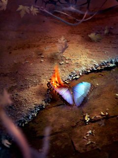 Мотыльки у костра