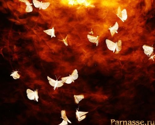 Картинки бабочка летит на огонь (67 фото)