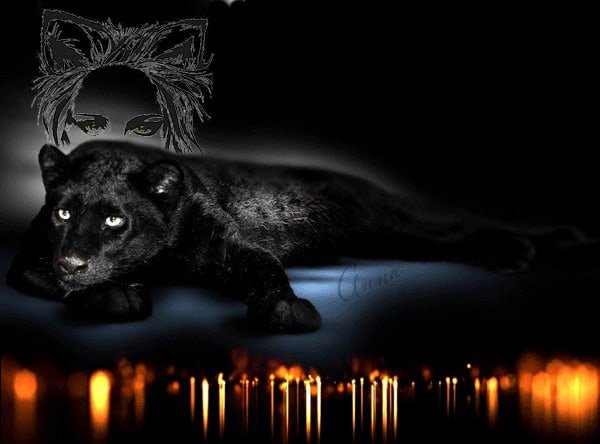 Ночная пантера