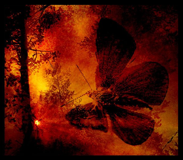 Бабочка с опаленными крыльями