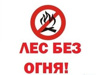 Чистый лес территория без огня