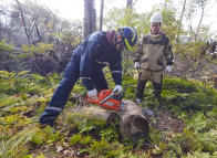 Багровый лес Южно-Сахалинск