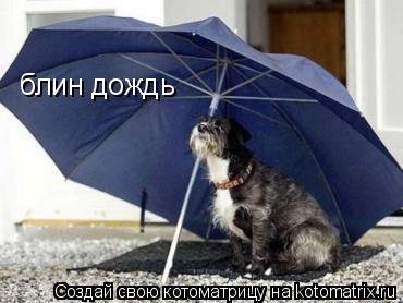 Приколы про котов работающих под прикрытием