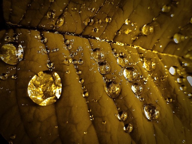 Золотой дождь кому. Золотистый дождь. Золото ливень. Золотой дождь картинки.