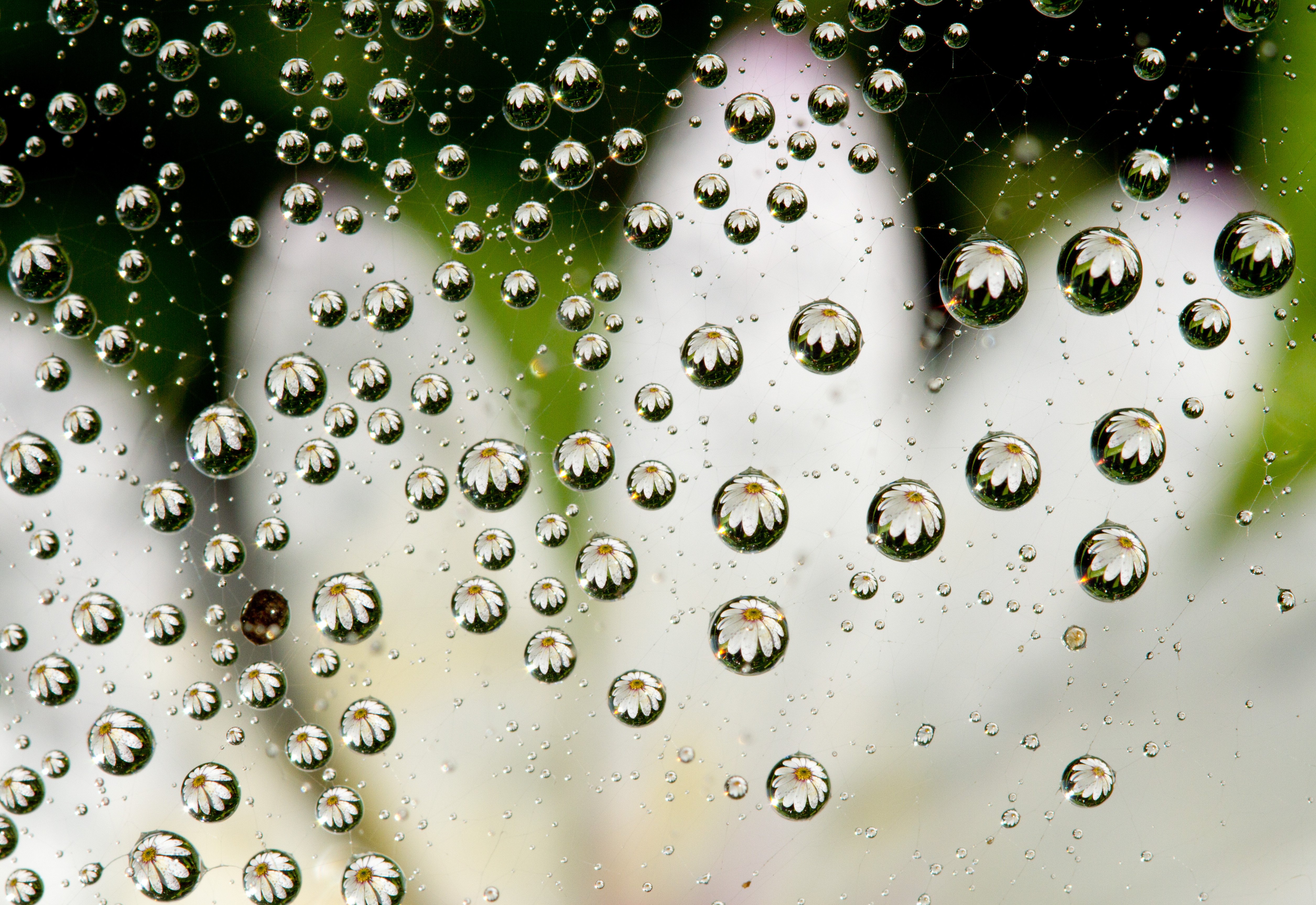 В окна стучали крупные дождевые капли. Капли воды. Красивые капли. Красивые капельки воды. Капля росы.