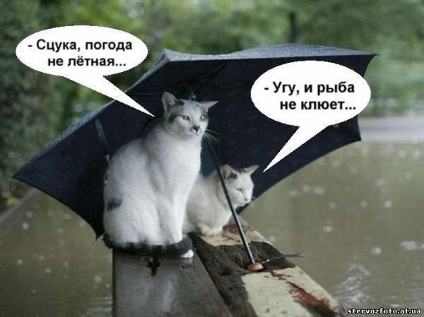 Смешные коты в плохую погоду