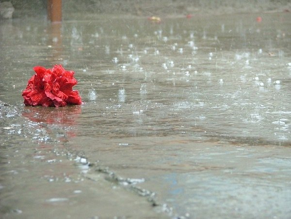 Одинокий цветок в луже