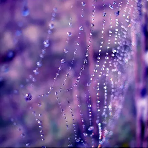 Фиолетовый дождь