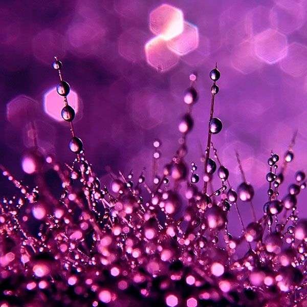 Сиреневые огоньки