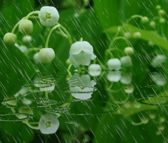 Ландыши анимация