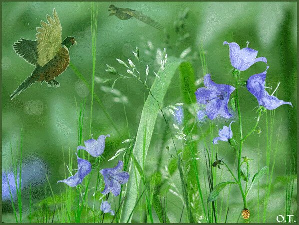 Полевые цветы гиф