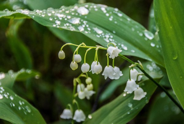 Ландыши дождь