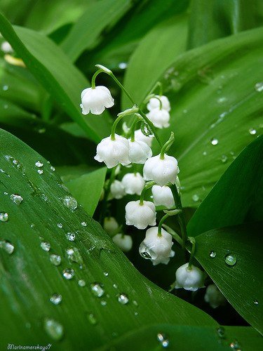 Ландыши в росе