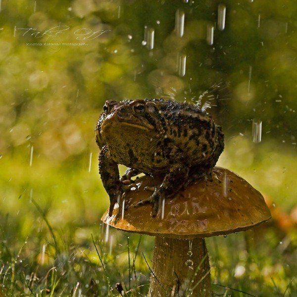 Жабка под дождем