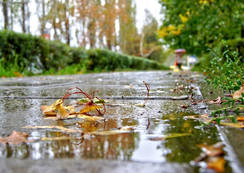 Целый день шел мелкий дождь. Дождливая осень. Дождь осенью. Осень дождик. Осенние лужи.
