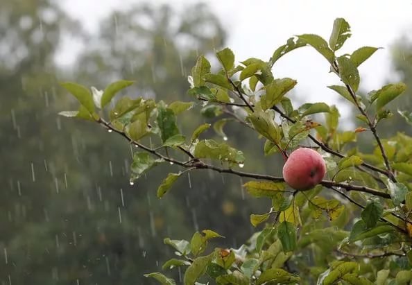 Дождь в яблоневом саду