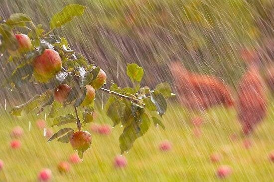 Дождь в яблоневом саду