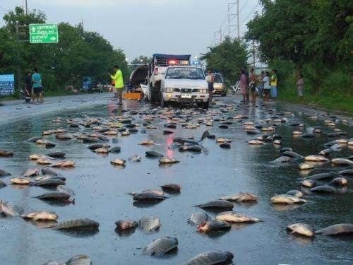 Дождь из лягушек после смерча