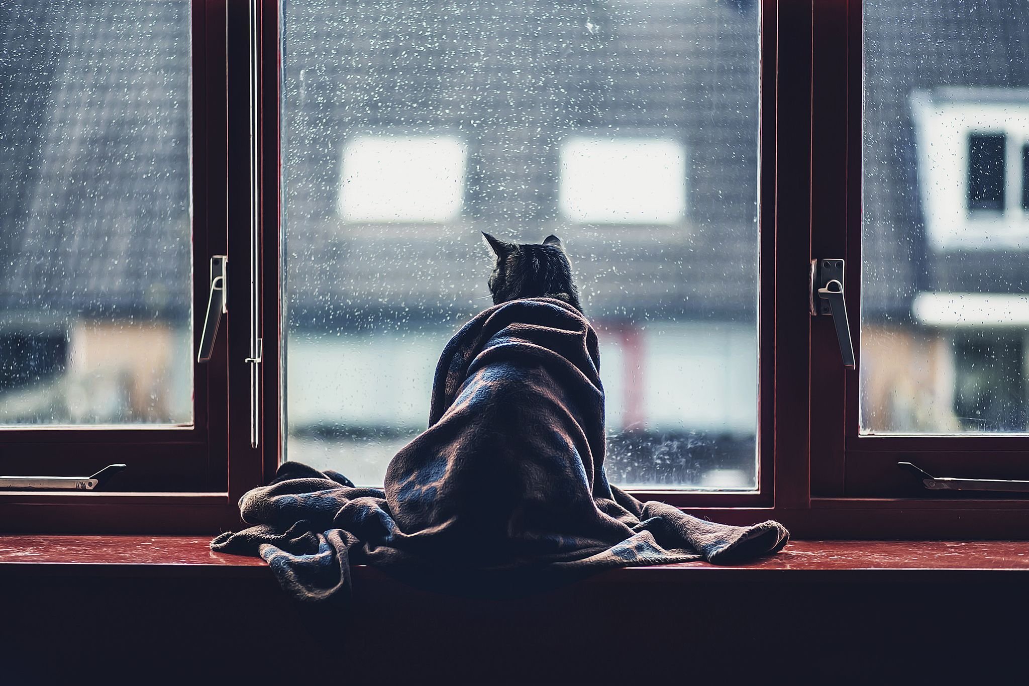 Одинокий кот. Ждет у окна. Сидит у окна. Грустно у окна. Скучающий у окна