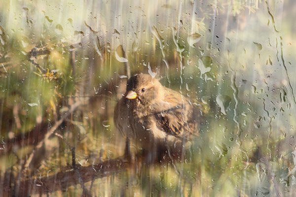 Воробушек под дождем