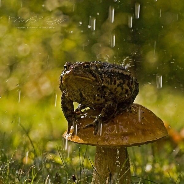 Жабка под дождем