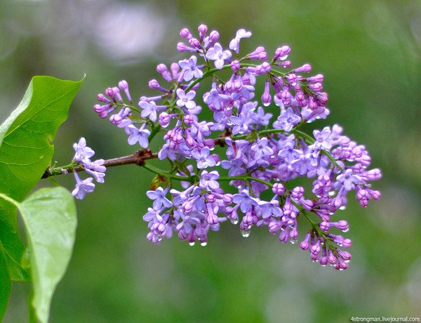 Ветка сирени под дождем