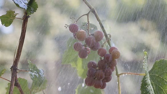 Виноград под дождем