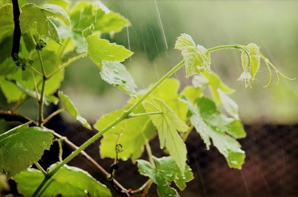 Виноград под дождем