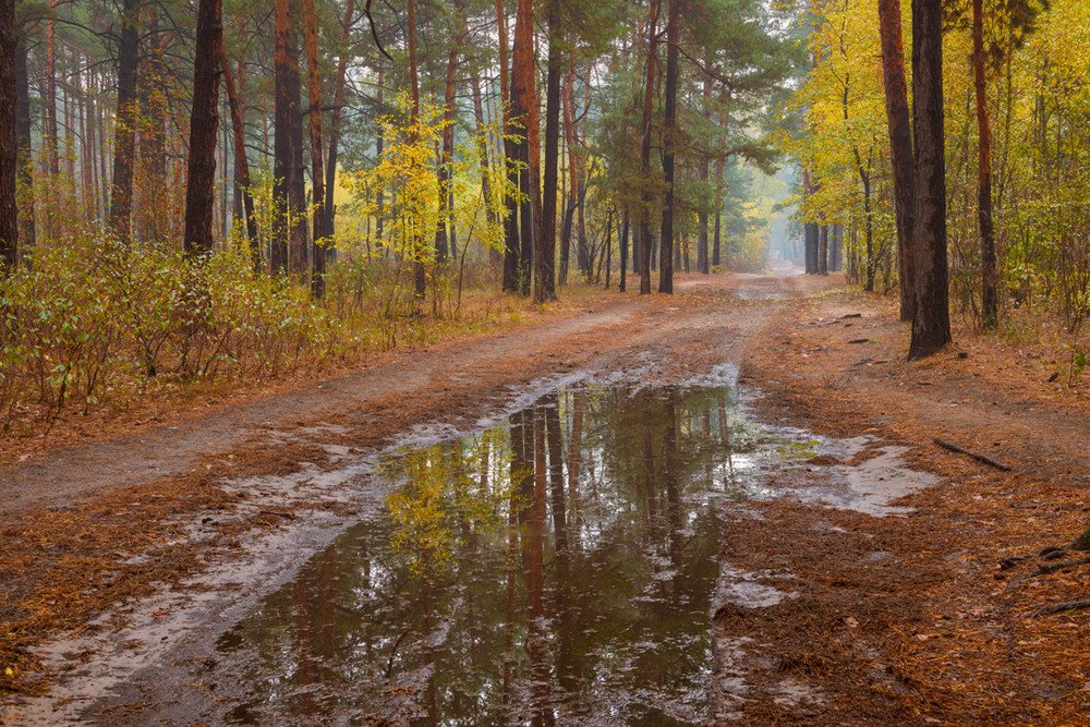 В лесу сыро идешь. Дождливая осень. Дождь в осеннем лесу. Осень дождь. Слякоть осенью.