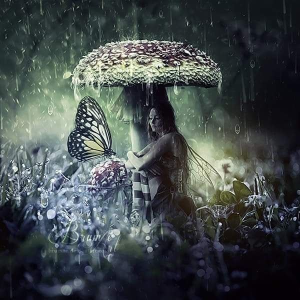 Бабочки и дождь