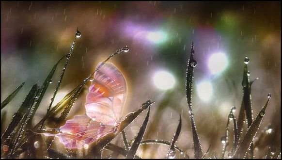 Остывшее солнце дождь бабочка