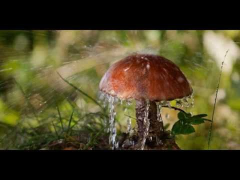 Грибной дождь проект