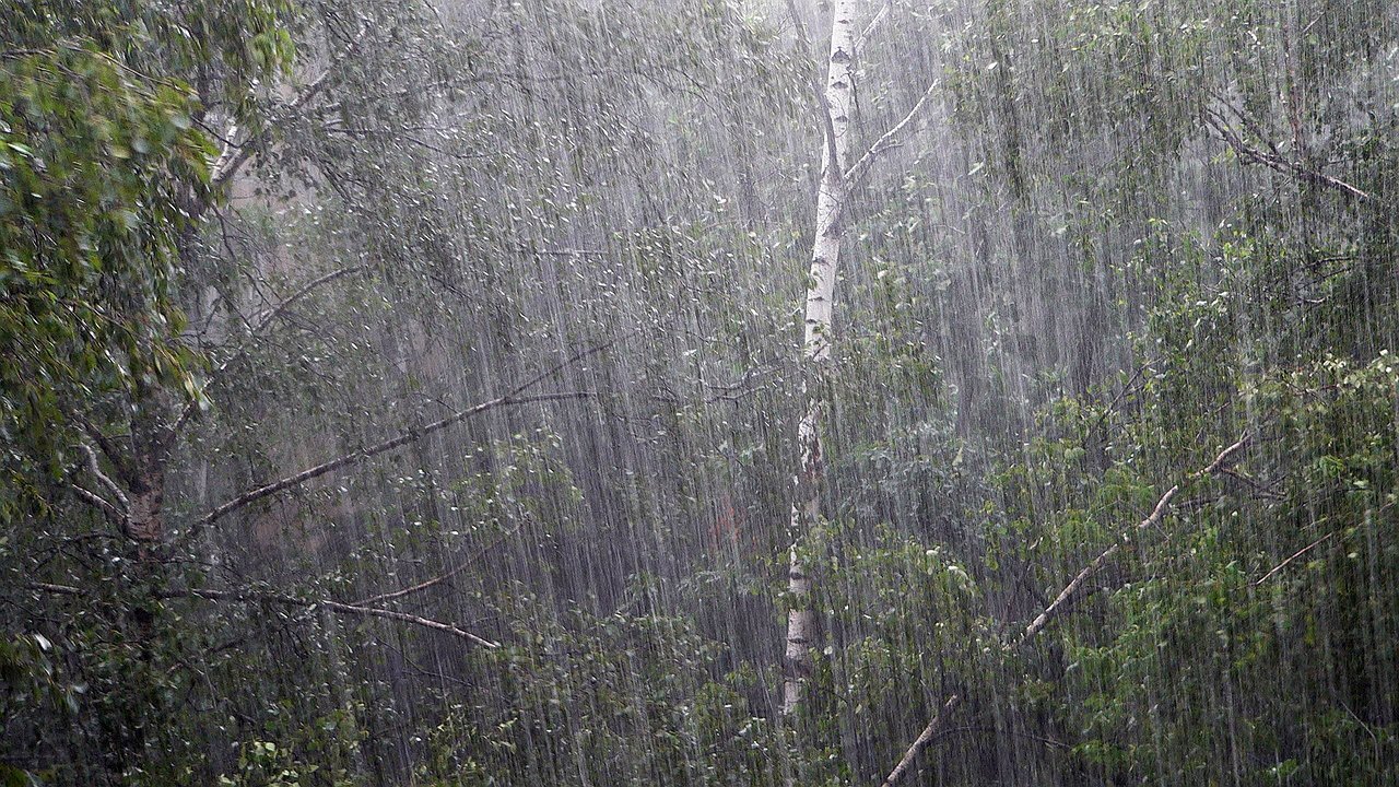 Дождь в лесу стих. Сильный дождь. Сильный дождь в лесу. Лес под дождем.