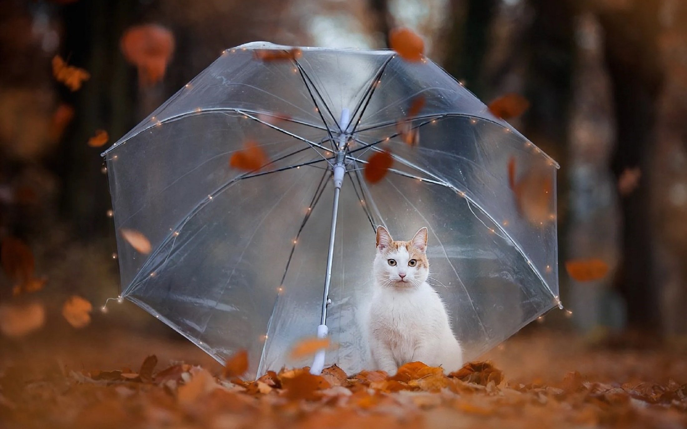 Rain animals. Котик под зонтиком. Кошка с зонтиком. Осенний дождь. Кот под зонтом.