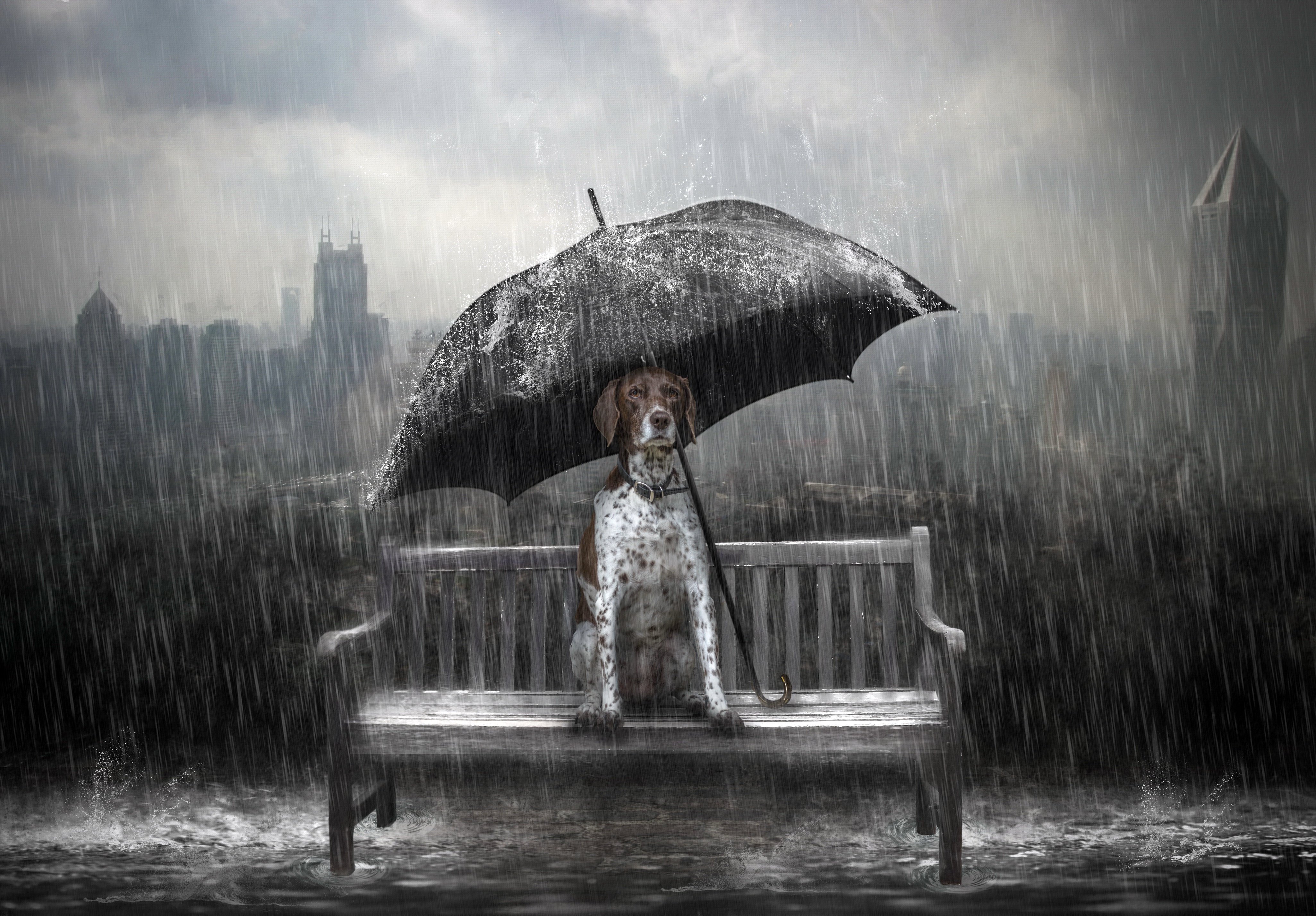 Rain animals. Собака под дождем. Собака под зонтом. Зонт под дождем. Девушка с зонтом.