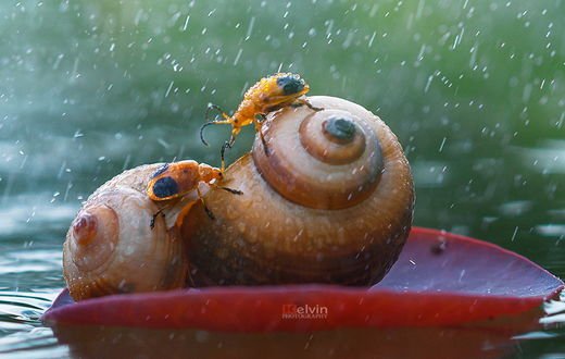 Улитка с капелькой воды