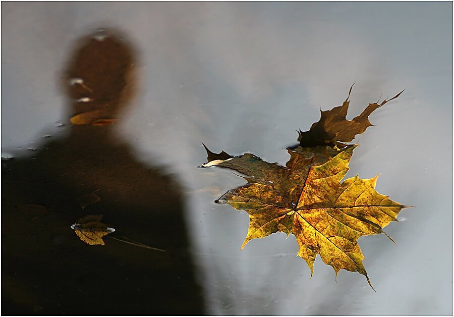 Прозрачные неведомые тени настроение. Одинокий осенний лист. Осенний дождь. Падающие листья. Лист на ветру.