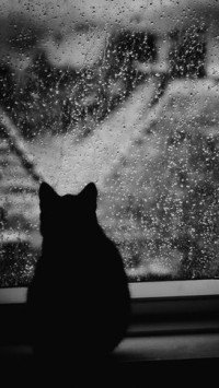 Одинокий кот под дождем