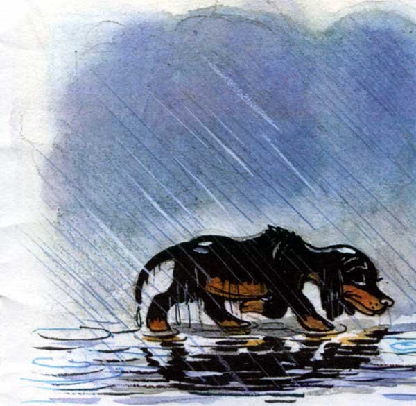 Щенок под дождем