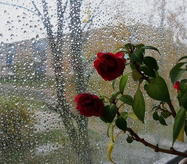 Цветы на улице под дождем