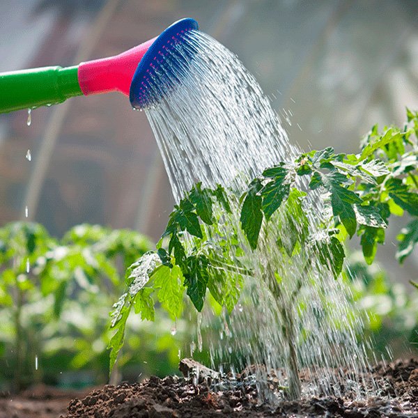 Картинки дождь поливает огород (63 фото)