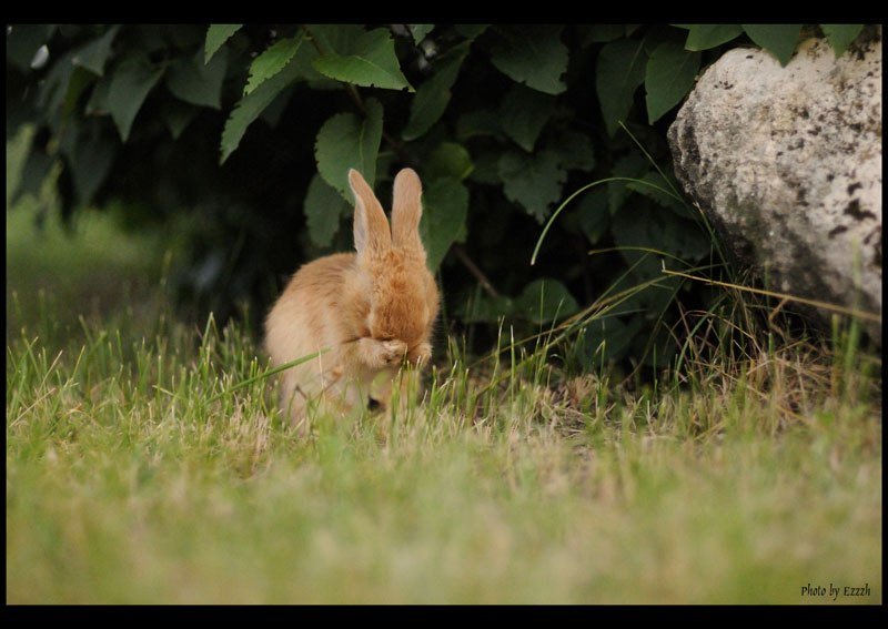 Заяц под кустом. Зайчата под кустом. Заяц под деревом. Заяц сидит. Зайцы живут под