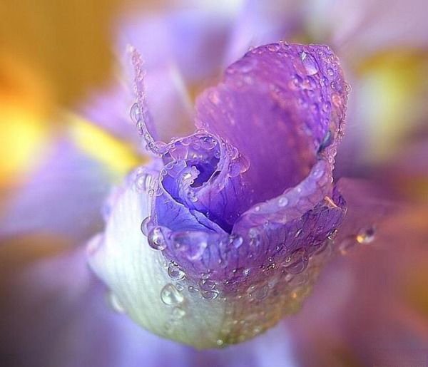 Нежные цветы в росе