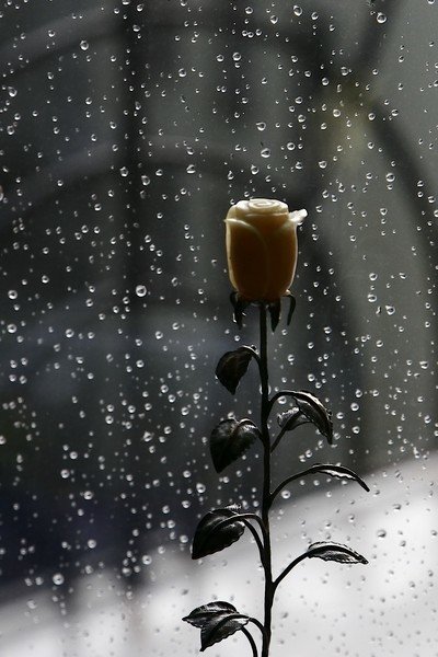 Розы под дождем