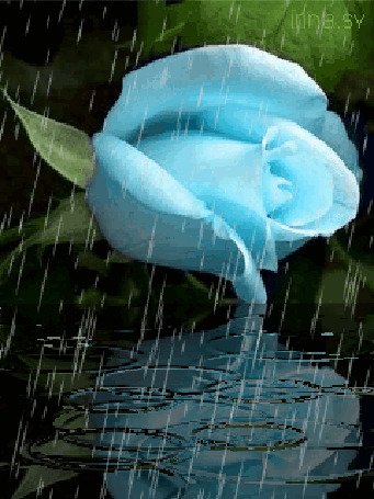 Синяя роза на воде