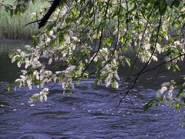 Черемуха дерево у ручья