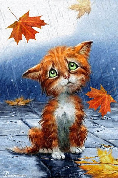 Рыжий котенок под дождем