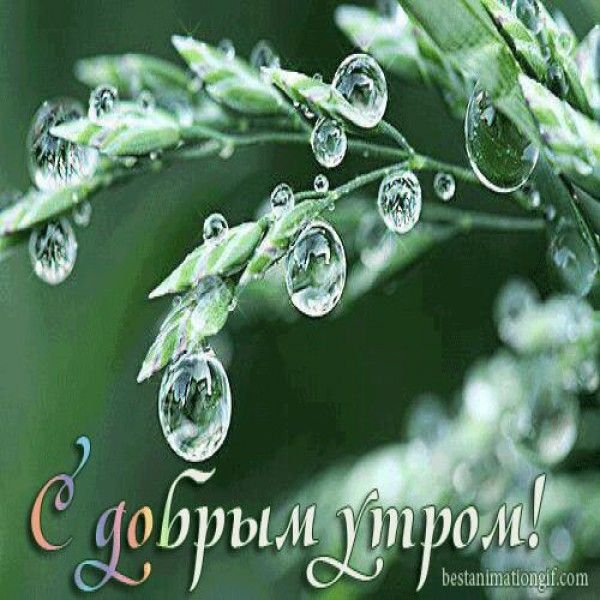 Доброе дождливое утро
