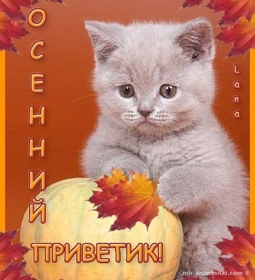 Открытки осенний приветик
