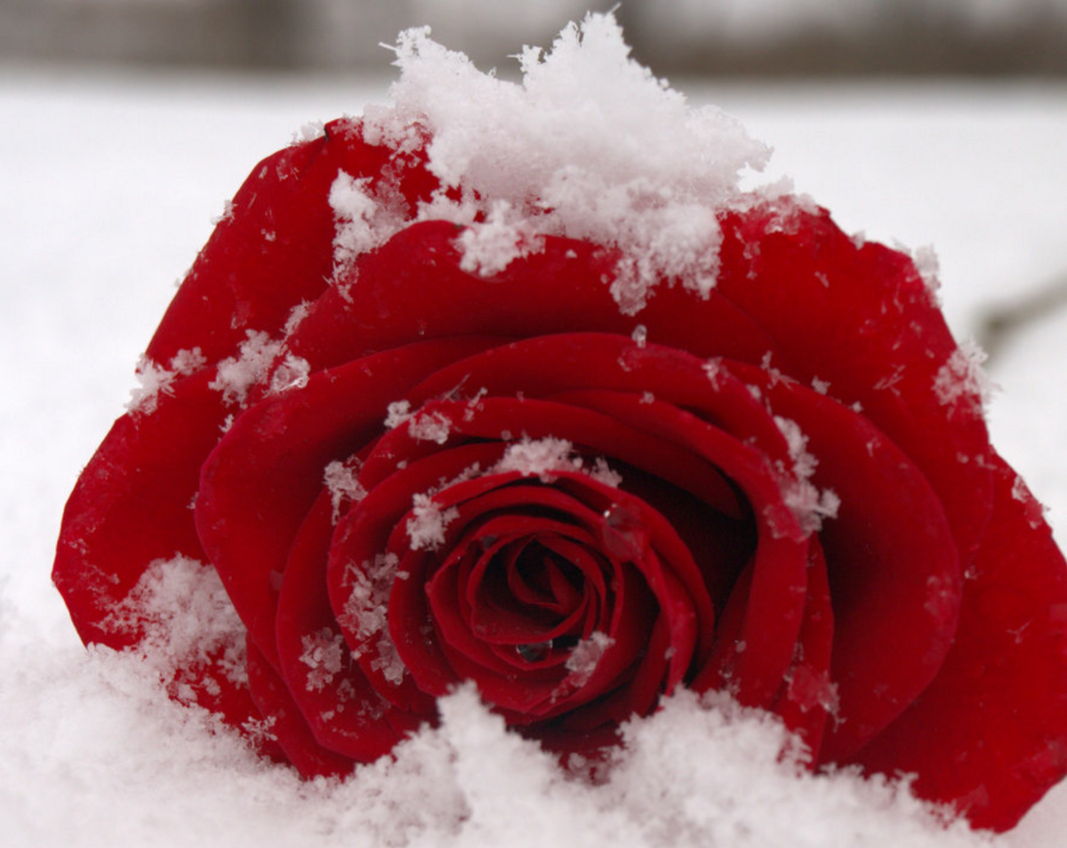 Красная снежка. Зимние цветы. Цветы зимой. Красные цветы на снегу.